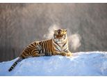 Fototapete Papermoon "Siberain Tiger", Bunt, B:5M L:2,8M, Vlies, Tapeten