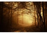 Fototapete Papermoon "Dunkler Wald", Bunt, B:4,5M L:2,8M, Vlies, Tapeten