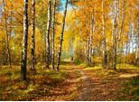Fototapete Papermoon "Autumn Forest", Bunt, B:4M L:2,6M, Vlies, Tapeten