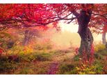 Fototapete Papermoon "Autumn Trees", Bunt, B:5M L:2,8M, Vlies, Tapeten
