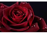 Fototapete Papermoon "Rose", Bunt, B:4M L:2,6M, Vlies, Tapeten