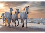 Fototapete Papermoon "Pferde Am Strand", Bunt, B:4,5M L:2,8M, Vlies, Tapeten