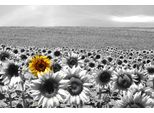 Fototapete Papermoon "Sonnenblumenfeld", Bunt, B:3,5M L:2,6M, Vlies, Tapeten
