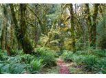 Fototapete Papermoon "Tropischer WALD-BAUM Dschungel Farne", Bunt, B:4M L:2,6M, Vlies, Tapeten