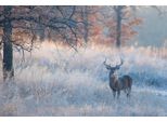 Fototapete papermoon "Hirsch In Landschaft", Bunt, B:4,5M L:2,8M, Vlies, Tapeten