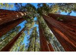 Fototapete papermoon "BÄUME-NATUR Landschaft Herbst Wald Berge Gebirge Himmel", Bunt, B:3,5M L:2,6M, Vlies, Tapeten