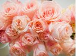 Fototapete Papermoon "Pink Roses", Bunt, B:5M L:2,8M, Vlies, Tapeten