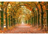 Fototapete Papermoon "Autumn Garden", Bunt, B:5M L:2,8M, Vlies, Tapeten