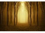 Fototapete Papermoon "Nebliger Waldweg", Bunt, B:4M L:2,6M, Vlies, Tapeten
