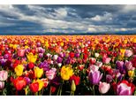 Fototapete Papermoon "Blumenwiese", Bunt, B:4,5M L:2,8M, Vlies, Tapeten