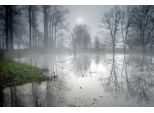 Fototapete Papermoon "Geheimnisvoller Wald", Bunt, B:4,5M L:2,8M, Vlies, Tapeten