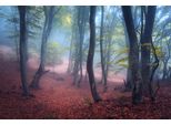 Fototapete papermoon "Wald", Bunt, B:4,5M L:2,8M, Vlies, Tapeten