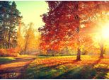 Fototapete Papermoon "Autumn Trees", Bunt, B:5M L:2,8M, Vlies, Tapeten