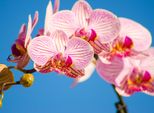 Fototapete Papermoon "Pink Phalaenopsis Orchid", Bunt, B:3,5M L:2,6M, Vlies, Tapeten
