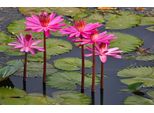 Fototapete Papermoon "Rosa Lotus", Bunt, B:5M L:2,8M, Vlies, Tapeten