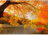 Fototapete papermoon "Autumn Scenery", Bunt, B:3,5M L:2,6M, Vlies, Tapeten