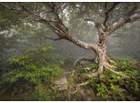 Fototapete Papermoon "Gruseliger Wald", Bunt, B:4,5M L:2,8M, Vlies, Tapeten