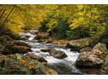 Fototapete papermoon "Wald Landschaft", Bunt, B:4,5M L:2,8M, Vlies, Tapeten