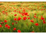 Fototapete Papermoon "Field Of Poppies", Bunt, B:3,5M L:2,6M, Vlies, Tapeten