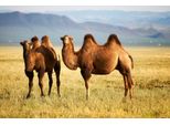 Fototapete Papermoon "Mongolian Camels", Bunt, B:5M L:2,8M, Vlies, Tapeten