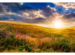 Fototapete Papermoon "Wild Flowers Mountain Sunset", Bunt, B:4M L:2,6M, Vlies, Tapeten