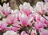 Fototapete Papermoon "Magnolia Flowers", Bunt, B:4M L:2,6M, Vlies, Tapeten