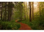Fototapete Papermoon "Photo-Art Leif Londal, Der Rote Pfad", Bunt, B:4M L:2,6M, Vlies, Tapeten