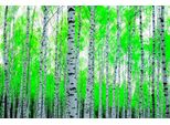 Fototapete Papermoon "Birch Forest", Bunt, B:4M L:2,6M, Vlies, Tapeten