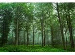 Fototapete Papermoon "Photo-Art Leif Londal, Blick Auf Den Wald", Bunt, B:4M L:2,6M, Vlies, Tapeten