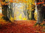 Fototapete Papermoon "Autumn Forest Path", Bunt, B:4M L:2,6M, Vlies, Tapeten