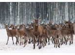 Fototapete papermoon "Hirsche Im Schnee Wald", Bunt, B:4M L:2,6M, Vlies, Tapeten