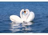 Fototapete Papermoon "Swan Love Couple", Bunt, B:4M L:2,6M, Vlies, Tapeten