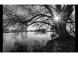 Fototapete Papermoon "Baumsee Sonnenaufgang", Bunt, B:4M L:2,6M, Vlies, Tapeten