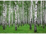 Fototapete Papermoon "Summer Birch Forest", Bunt, B:4M L:2,6M, Vlies, Tapeten