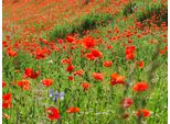 Fototapete Papermoon "Red Poppa Field", Bunt, B:4M L:2,6M, Vlies, Tapeten