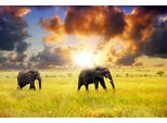 Fototapete Papermoon "African Elephants", Bunt, B:4M L:2,6M, Vlies, Tapeten