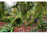 Fototapete Papermoon "Tropischer WALD-BAUM Dschungel Sonne Weg Pflanze Farne", Bunt, B:4M L:2,6M, Vlies, Tapeten