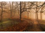 Fototapete Papermoon "Photo-Art Leif Londal, Welchen Weg Ii", Bunt, B:4M L:2,6M, Vlies, Tapeten