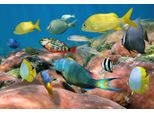 Fototapete Papermoon "Fische", Bunt, B:4M L:2,6M, Vlies, Tapeten