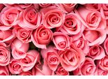 Fototapete Papermoon "Pink Rose Flowers", Bunt, B:4M L:2,6M, Vlies, Tapeten