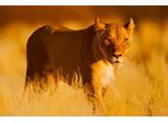 Fototapete Papermoon "Lion", Bunt, B:4M L:2,6M, Vlies, Tapeten