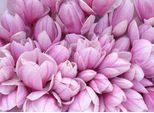 Fototapete Papermoon "Pink Magnolia", Bunt, B:4M L:2,6M, Vlies, Tapeten