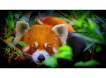 Fototapete Papermoon "Rotes Panda-PorträT", Bunt, B:4M L:2,6M, Vlies, Tapeten