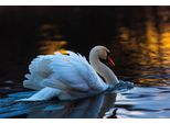 Fototapete Papermoon "Schwan Im Wasser", Bunt, B:4M L:2,6M, Vlies, Tapeten