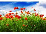 Fototapete Papermoon "Red Poppies", Bunt, B:5M L:2,8M, Vlies, Tapeten