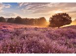 Fototapete Papermoon "Blumenwiese Mit Baum", Bunt, B:4,5M L:2,8M, Vlies, Tapeten