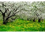 Fototapete Papermoon "Blumenwiese Mit BäUmen", Bunt, B:4,5M L:2,8M, Vlies, Tapeten