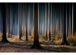 Fototapete papermoon "Photo-Art Carsten Meyerdierks, Mystischer Wald", Bunt, B:4,5M L:2,8M, Vlies, Tapeten