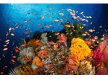 Fototapete Papermoon "UNTERWASSER-WELT-FISCHE Koralle See Meer Tiere Ozean", Bunt, B:4M L:2,6M, Vlies, Tapeten