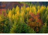 Fototapete Papermoon "Wald", Bunt, B:3,5M L:2,6M, Vlies, Tapeten